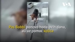 Pas Bobbi, kojem je čovjek uništio kičmu, uz pomoć kolica ponovo uči da hoda