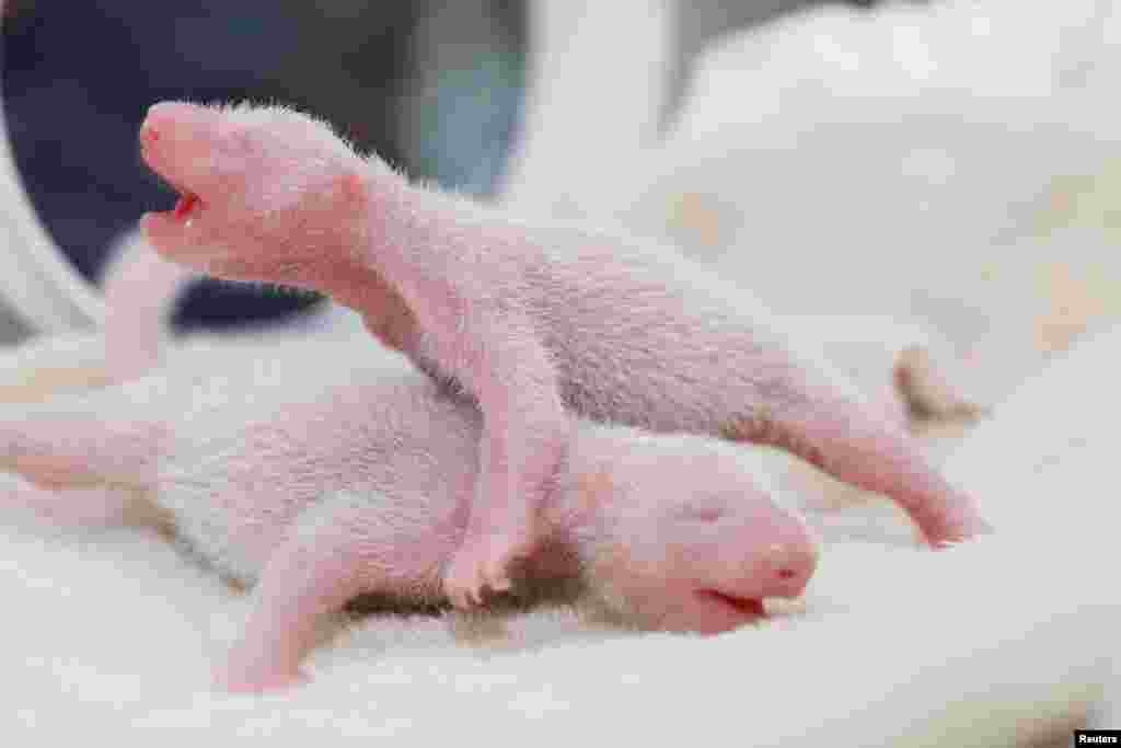 Newborn twin giant panda cubs are seen in Chengdu, Sichuan Province, China.