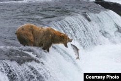 Brown bears catch salmon in Katmai National Park and Preserve in Alaska. (Photo by Brad Ohlund, Courtesy of MacGillivray Freeman Films)
