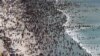 Racisme sur la Toile : l'Afrique du Sud agitée par ses démons, 22 ans après la fin de l'apartheid