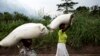 Des femmes congolaises portent des sacs de nourriture sur leurs têtes lors d'une distribution de nourriture à Kasala, dans la région agitée du Kasaï, RDC, 25 octobre 2017. 