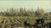 Lebanese Winemakers Thrive Despite War Next Door
