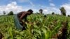 FILE - Subsistence farmers work their field of maize after late rains near the capital Lilongwe, Malawi, Feb. 1, 2016. 