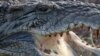 Nile Crocodiles Discovered in Florida Gator Country 