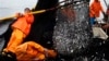 FILE - Fishermen work to unload a net full of anchovies during a fishing expedition in the Pacific Ocean, off the coast of El Callao, Peru, Nov. 22, 2012.