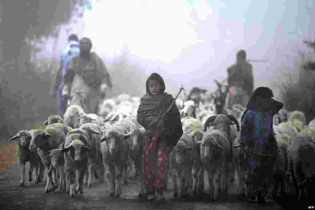 Dua anak perempuan penggembala India berjalan bersama kawanan ternak mereka di pinggiran kota Jammu, India. 