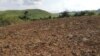 Deux hectares de champ labouré pour une culture de haricot à Loudima au Congo, le 2 avril 2019. (VOA/Arsène Séverin)