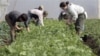 Gerakan 'Ladang ke Meja' Dorong Produksi Makanan Lokal