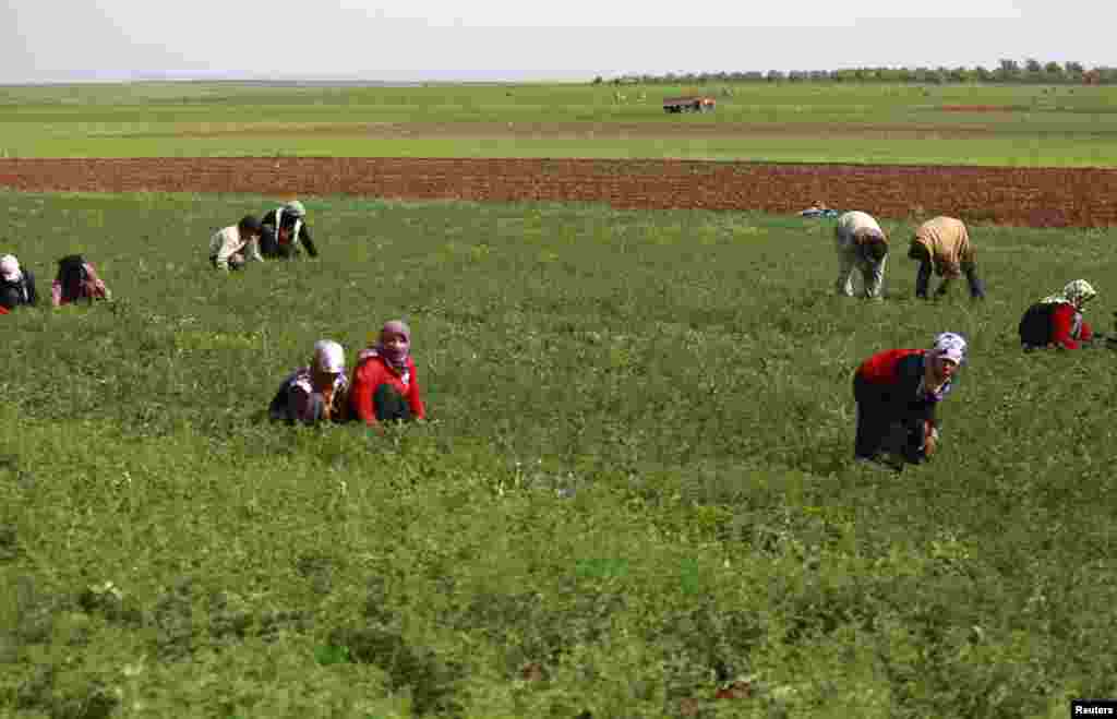 People work in a field in Aleppo&#39;s countryside, April 6, 2014.&nbsp;