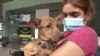People passing by can hold, pet as well as play with the dogs to see if they feel a connection and consider adopting one. (Dave Grunebaum/VOA)