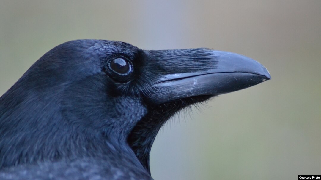 The cognitive skills of crows, ravens and other corvids are as sophisticated as those of apes, even though they have a much smaller brain. (© Jana Müller)