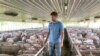FILE - US farmer Matthew Keller walks through one of his pig barns near Kenyon, Minn. 