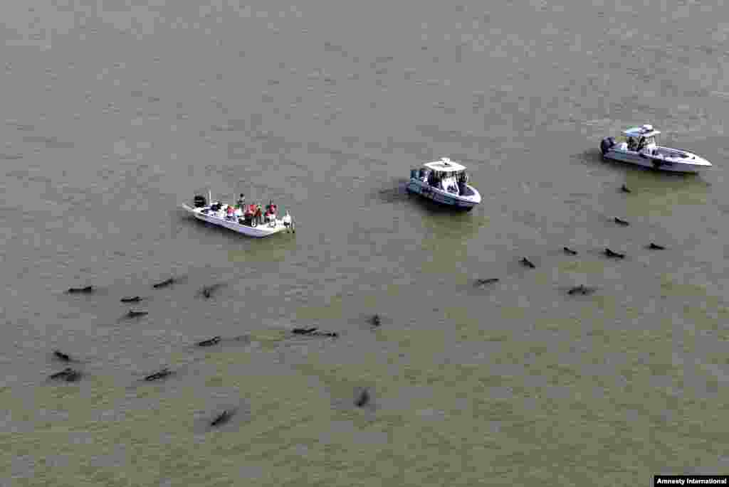 Para petugas dengan menggunakan perahu mengawasi belasan ikan paus yang terdampar di permukaan laut yang dangkal, di taman nasional Everglades, negara bagian, Florida, AS.