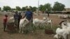 Bata Doucoure, un vendeur de moutons basé à Bamako, se tient avec ses moutons au marché aux moutons de Lafiabougou à Bamako le 13 juillet 2021.