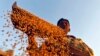 Farmer sifts wheat crop at a farm on the outskirts of western Indian city of Ahmedabad, March 6, 2013.