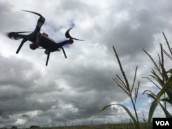 Researchers are studying how drones can identify problem areas such as herbicide resistant weeds and possibly spray difficult to combat weeds. (Photo: E. Lee / VOA)
