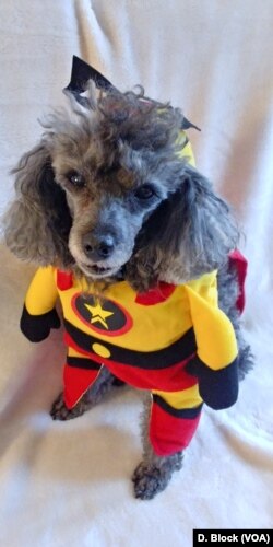 A dog is decked out in a superhero costume in preparation for Halloween festivities.