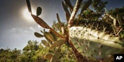 The ‘Albany Hotspot’ is the third most species-rich ecology in the world, and contains many unique plant species