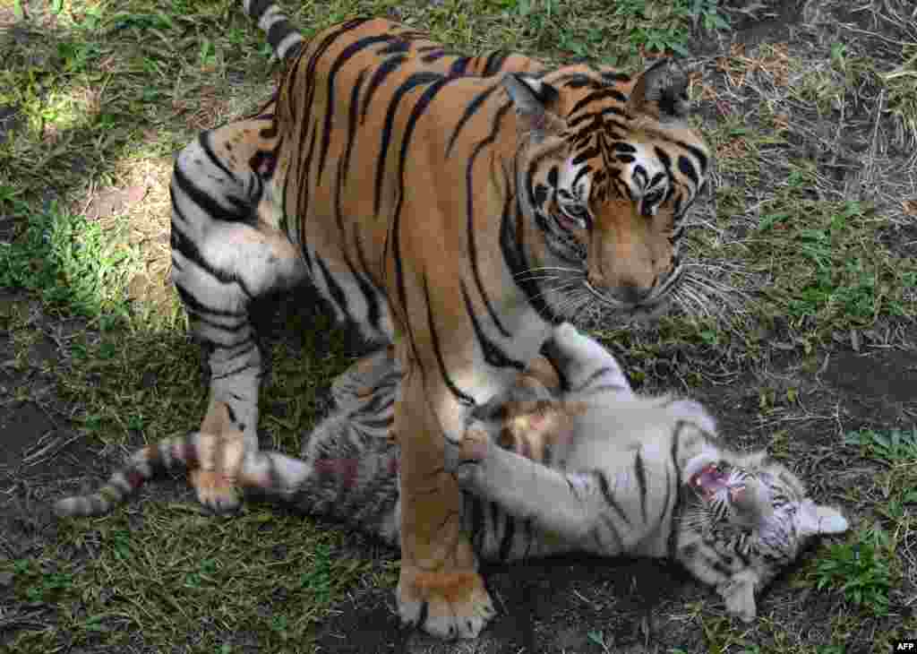 A three-month-old Bengal tiger cub plays with its mother at a zoo in Malang, Indonesia.