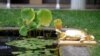 A bronze turtle by Augustus Saint-Gaudens is just one of the sculptures in the garden of his historic home.