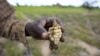 A Zimbabwean subsistence farmer holds a stunted maize cob in his field outside Harare, Jan. 20, 2016.