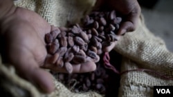 Grains de cacao (VOA)