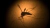 An Aedes aegypti mosquito is photographed through a microscope at the Fiocruz institute in Recife, Pernambuco state, Brazil, Jan. 27, 2016. The mosquito is a vector for the proliferation of Zika virus currently spreading throughout Latin America.
