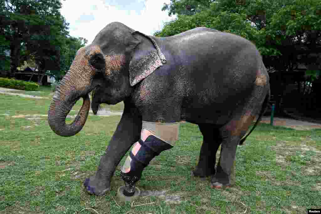 Motola, the elephant that was injured by a landmine, wears her prosthetic leg at the Friends of the Asian Elephant Foundation in Lampang, Thailand, June 29, 2016.
