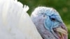 Obama Pardons Thanksgiving Turkey