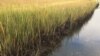 Salt marshes capture and store carbon dioxide from the atmosphere. Credit Ariana Sutton-Grier