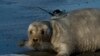 FILE - A tagged bearded seal in Kotzebue, Alaska, Sept. 5, 2006. (Photo provided by the US National Oceanic and Atmospheric Administration) 