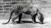 Unlocking Secrets of Extinct Canine-Looking Tiger