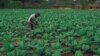 Mugabe Appeals for Help in Funding Agriculture Sector