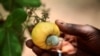 Un fruit de cajou à Korhogo, Côte d'Ivoire, le 24 avril 2016.