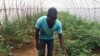 Un jeune agriculteur de Gantsou, à 45 km de Brazzaville, le 12 février 2019. (VOA/Arsène Séverin)