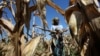 Subsistence farmer Joice Chimedza harvests maize on her small plot in Norton, a farming area outside Zimbabwe's capital, Harare, May 10, 2016. 