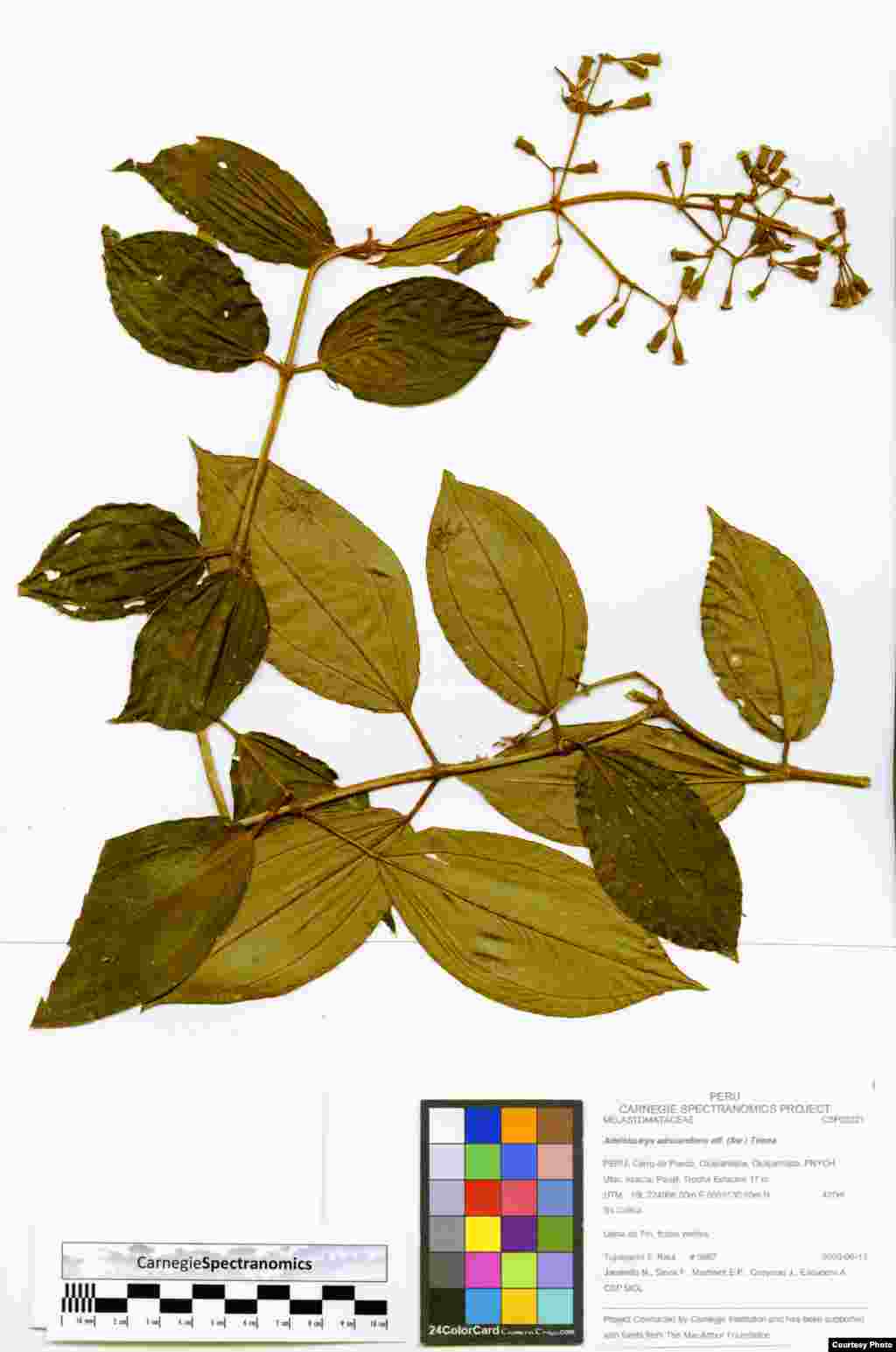 Contoh daun dari kanopi hutan hujan Peru di perpustakaan Spectranomics di Departemen Ekologi Global Carnegie yang dipimpin Greg Asner di kampus Stanford University. (Robin Martin)