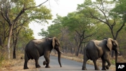 Elephants cross the road in Hwange National Park, about 700 kilometers south west of Harare, Zimbabwe, Oct. 1, 2015.