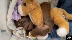 Bornejski orangutan (Foto: Jesse Adair/Busch Gardens Tampa Bay via AP)