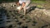 Farmers Flourish With Internet Fundraising 