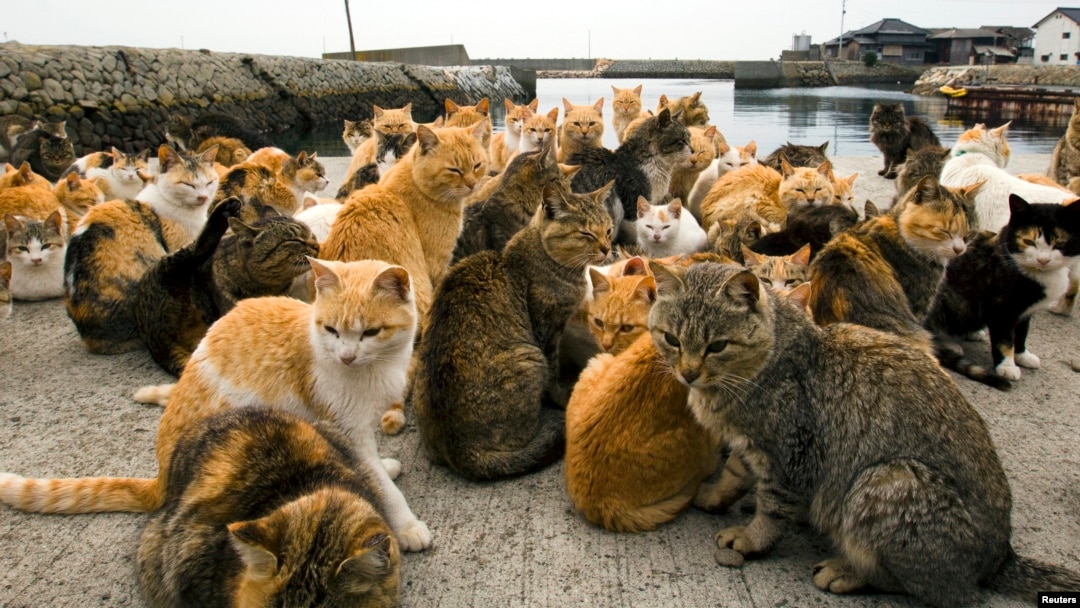 FILE - Cats crowd the harbour on Aoshima Island in Ehime prefecture in southern Japan on February 25, 2015. An army of cats rules the remote island in southern Japan and outnumber humans six to one. (REUTERS/Thomas Peter)