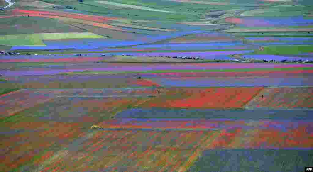 Flowers bloom near Castelluccio, a small village in central Italy’s Umbria region.
