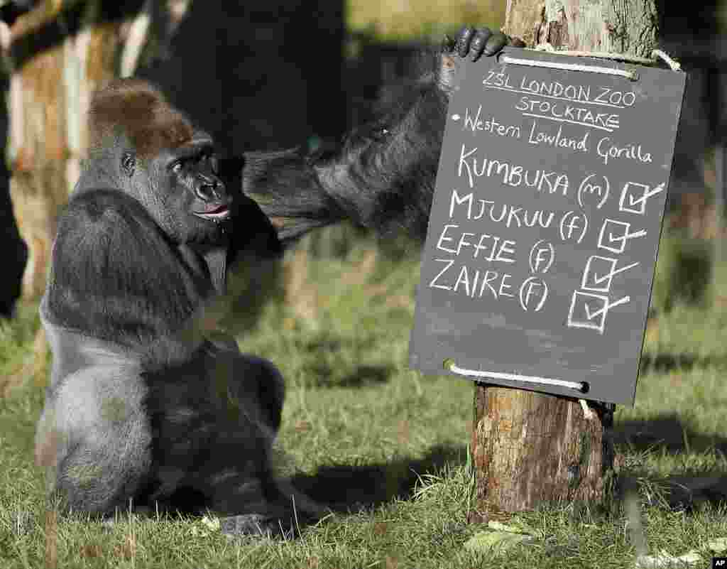 Kumbuka, seorang gorilla jantan, melakukan inspeksi daftar penghuni kandangnya dalam papan tulis, di kebun binatang London. 