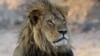 Le lion Cecil dans le parc national Hwange, Zimbabwe, 20 novembre 2013. 