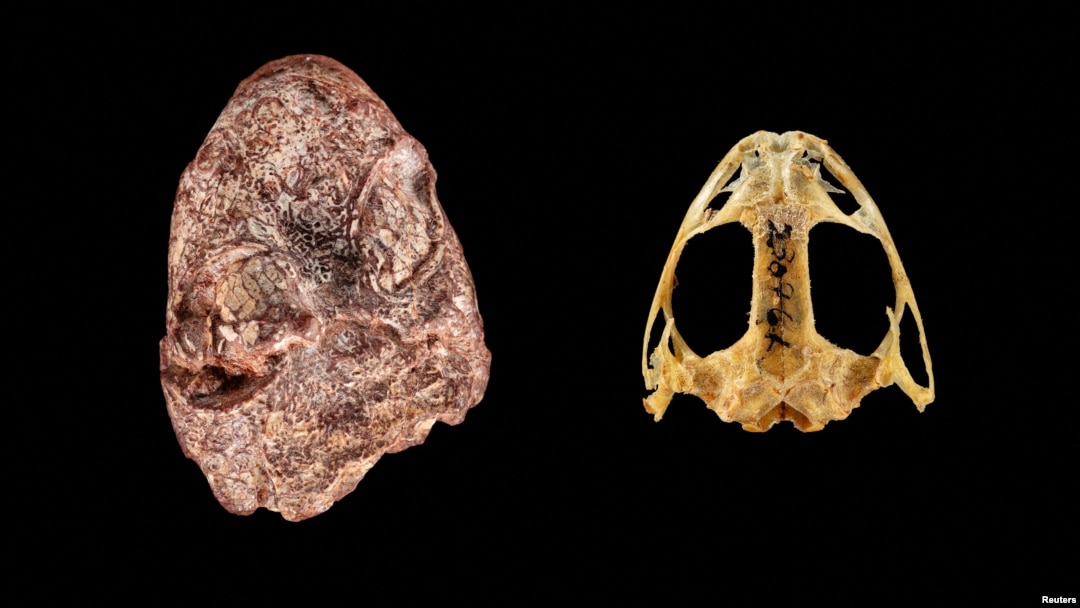 A composite image shows the fossil skull of the Permian Period proto-amphibian Kermitops (L) alongside a modern frog skull (Lithobates palustris), in this undated handout. (Brittany M. Hance, Smithsonian/Handout via REUTERS)