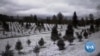 Cut-Your-Own-Tree Farms Await Christmas