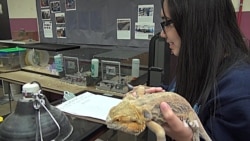 Animals Become Teachers in the Classroom