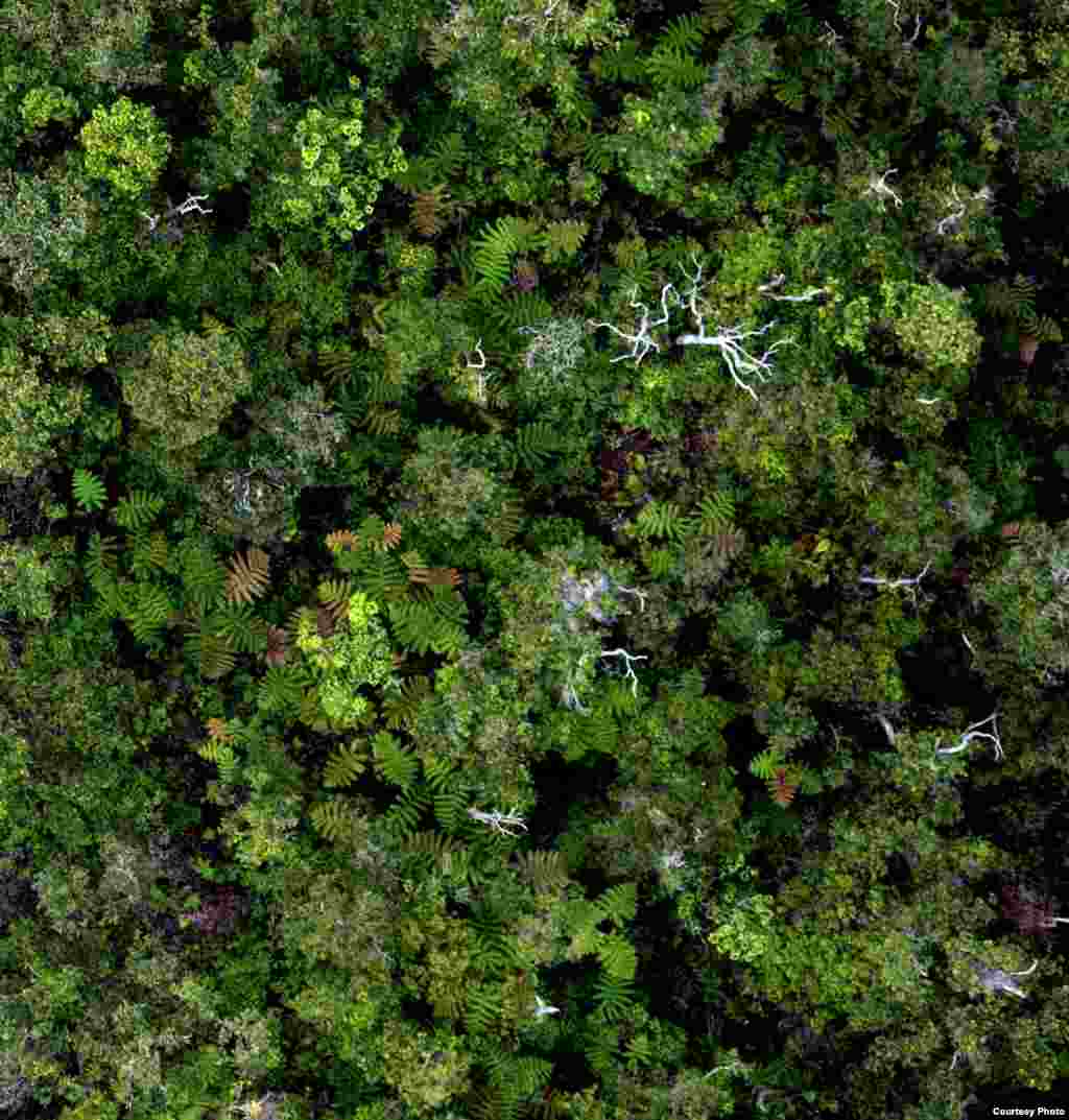 Pemandangan hutan Amazon dari atas pohon. (Greg Asner)
