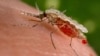 Parasit Malaria Kebal Obat Berpotensi Picu Darurat Kesehatan Dunia