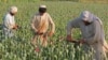US Survey Says Afghan Drug Users Nearly Doubled Since 2012